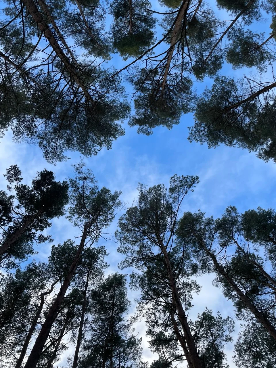 Waldbaden mit Hund - Naturerlebnis